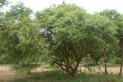 Erythroxylum monogynum